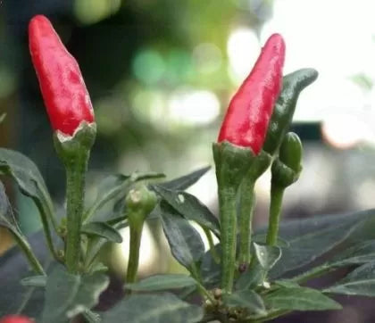 Rawit / Tabasco (Rawit / Tabasco) - 25 semințe