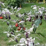 Troll - 15 pcs seeds