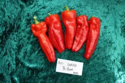 Ardei Isot (Urfa Biber) - 10 buc. semințe