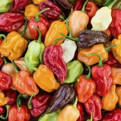 Aroma Mix - 25 seeds