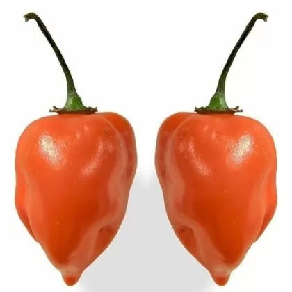 Хабанеро Портокал (Habanero Orange) - 15 бр. семена