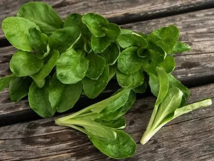 Verte de Cambrai Corn Salad (Valerianella locusta) Seeds - 25 g