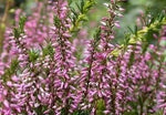 Common heather seeds (Calluna vulgaris) for 500 plants
