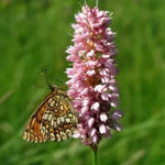 Common bistort (Bistorta officinalis) - 0.3 g seeds