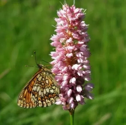 Common bistort (Bistorta officinalis) - 0.3 g seeds