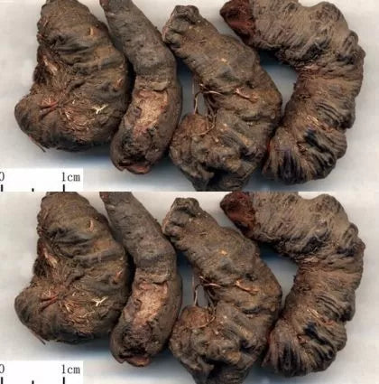 Common bistort (Bistorta officinalis) - 0.3 g seeds