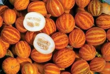 Queen Ann's Pocket mini melon (Queen Ann's Pocket) - 10 pcs seeds