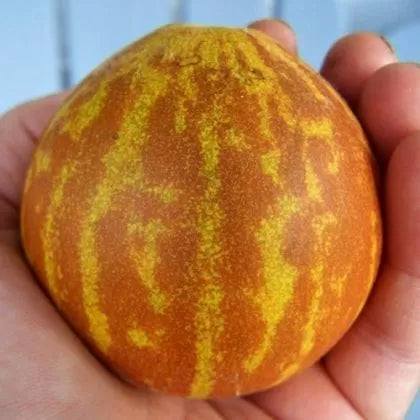 Queen Ann's Pocket mini melon (Queen Ann's Pocket) - 10 pcs seeds