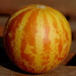 Queen Ann's Pocket mini melon (Queen Ann's Pocket) - 10 pcs seeds