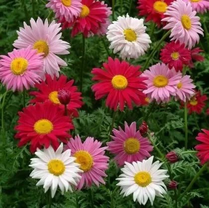 Pyrethrum - 3500 pcs (±) / 10g seeds