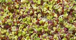 Семена от репички сорт "Китайска роза" (China Rose Radish) 300 гр