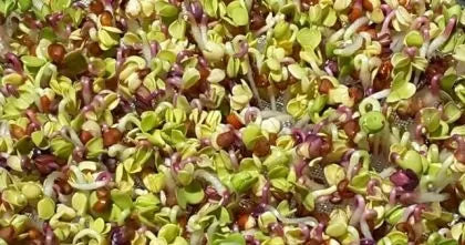 Семена от репички сорт "Китайска роза" (China Rose Radish) 300 гр