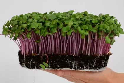 Семена от репички сорт "Китайска роза" (China Rose Radish) 300 гр