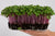 Семена от репички сорт "Китайска роза" (China Rose Radish) 300 гр