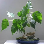 Sacred Fig (Ficus religiosa) - 2g seeds
