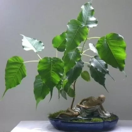 Sacred Fig (Ficus religiosa) - 2g seeds