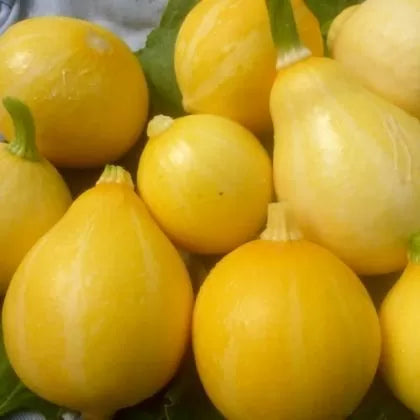Тиквички сорт "Лимон" (Lemon) - 10 бр семена