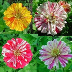 Zinnia Elegans 'Zebra Mix' - 300 Seeds (±) / 3 g