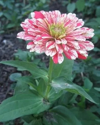 Zinnia Elegans 'Zebra Mix' - 300 Seeds (±) / 3 g