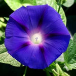 Purple Morning Glory Seeds, 60 Seeds / 2 g