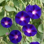 Purple Morning Glory Seeds, 60 Seeds / 2 g