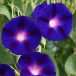 Purple Morning Glory Seeds, 60 Seeds / 2 g