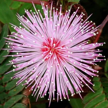 Mimoză rușinoasă (Mimosa Pudica) - 450 buc. (±) semințe