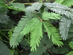 Mimoză rușinoasă (Mimosa Pudica) - 450 buc. (±) semințe
