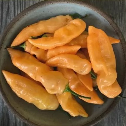 Sugar Rush Orange - 15 pcs seeds