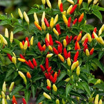 Tabasco Red - 10 buc. semințe