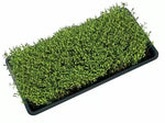 Garland Micro Greens Growing Tray With Holes - тава с дупки за микро растения, 56 x 28 x 3 см