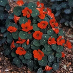 Călțunaș (Tropaeolum nanum) soiul "Împărăteasa Indiei" - 40 buc. / 5 g semințe