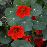 Călțunaș (Tropaeolum nanum) soiul "Împărăteasa Indiei" - 40 buc. / 5 g semințe