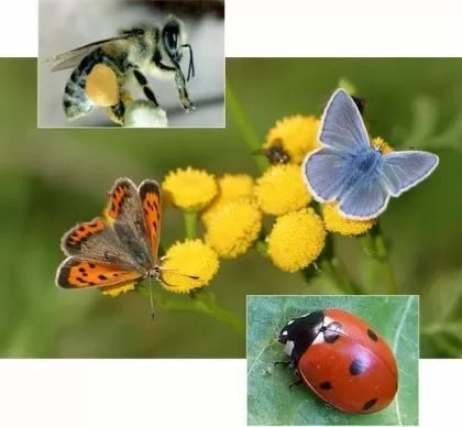 Butterfly Flower Mix - 5 g Seeds