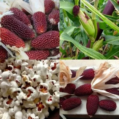 Strawberry popcorn corn (Strawberry Red) - 50 pcs (±) / 5g seeds
