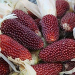 Strawberry popcorn corn (Strawberry Red) - 50 pcs (±) / 5g seeds