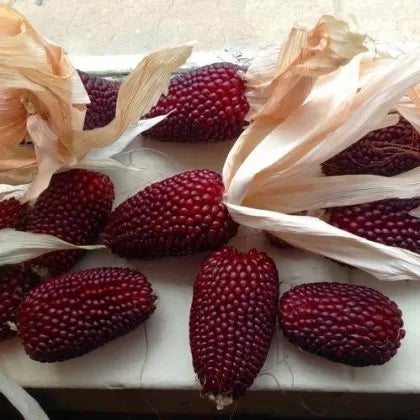 Strawberry popcorn corn (Strawberry Red) - 50 pcs (±) / 5g seeds