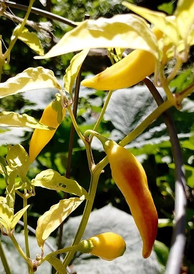Жълт Букет (Yellow Bouquet CGN 22181): две жълти чушки на растението