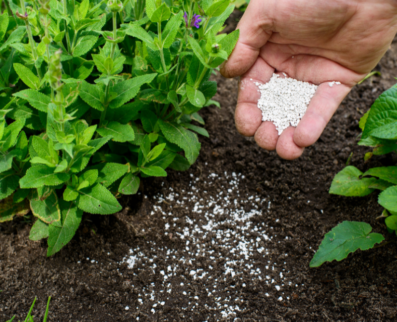 Improve the soil of your plants 