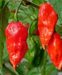 Семена от люти чушки сорт “Призрачен” ("Ghost" / “Bhut Jolokia”) 10 бр