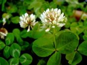 Бяла - пълзяща детелина (Trifolium repens) 1980g + 100g за 75-100 m²