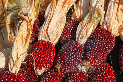 CORN FOR POPCORN "Strawberry Red" - 5gseeds