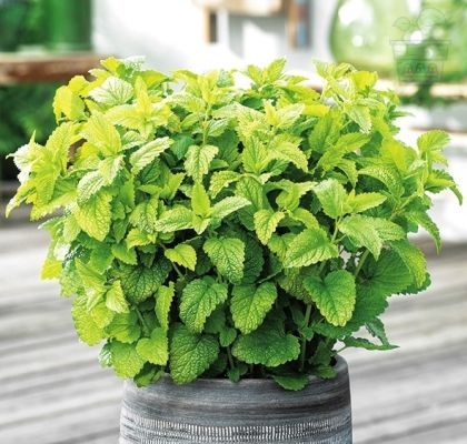 Lemon balm - 2000 seeds - 1g