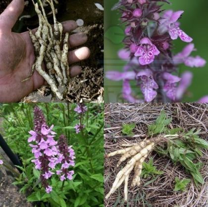 Marsh Mallow plant seeds  (Althaea officinalis) 1g seeds