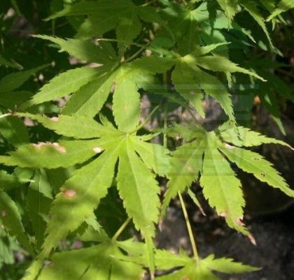  Japanese Maple "ACER palmatum" - 25 seeds