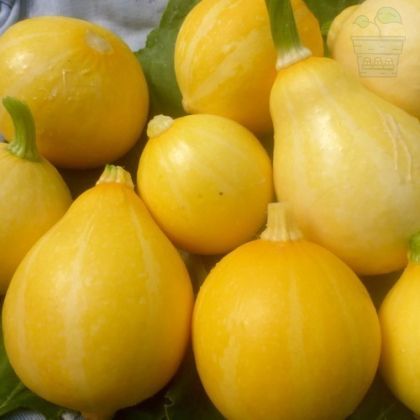 Семена от Тиквички сорт "Лимон" (Lemon) 10 бр