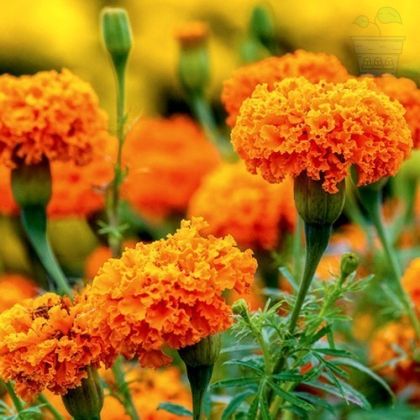 Семена от Африкански Невен (Tagetes erecta) 30 бр