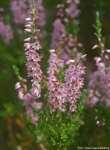 Семена от Обикновена Калуна (Calluna vulgaris) за 500 растения