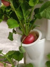 Hydroponic Vertical garden